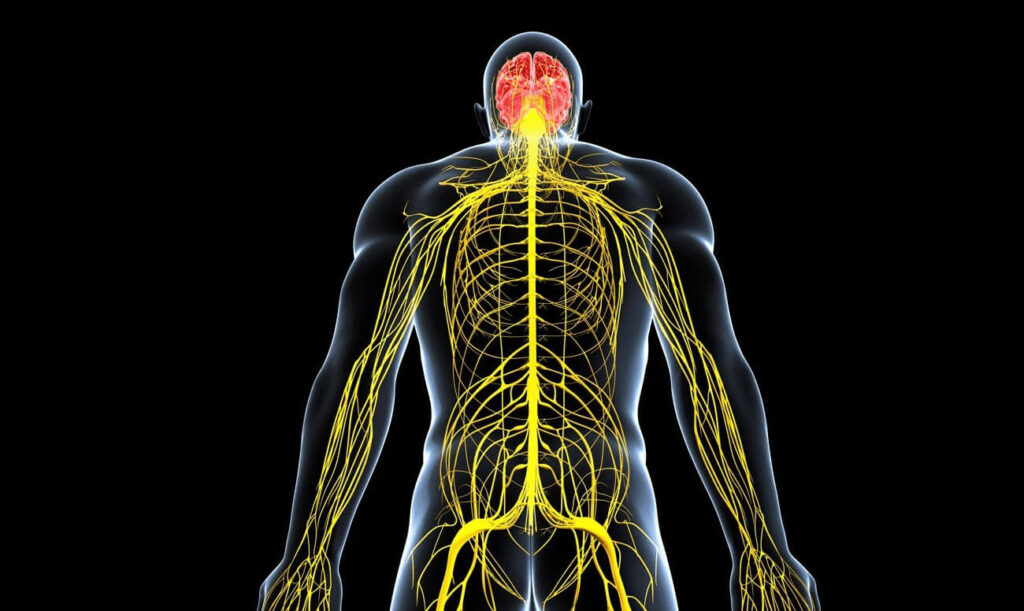 Блокада переферичних нервів - Неврологія - Медичний центр Мрія | Дрогобич
